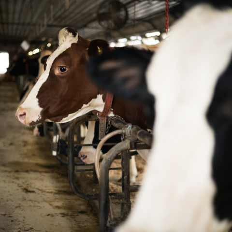 UNH dairy cows