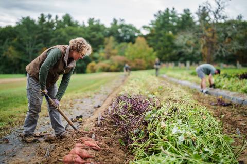 Becky Sideman in the field harvesting sweetpotatoes