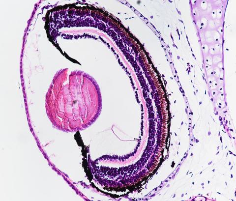 Microscopic image of a salamander eye