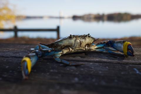 Blue crab caught in Great Bay
