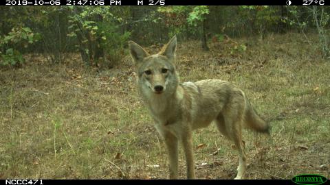 Photo of coyote in taken by a wildlife camera