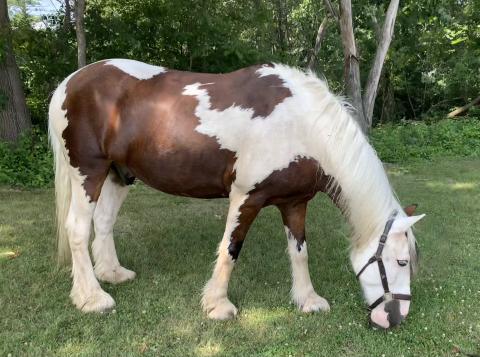Horse eating grass