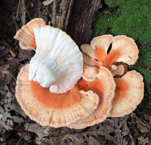 Orange and white wild mushroom