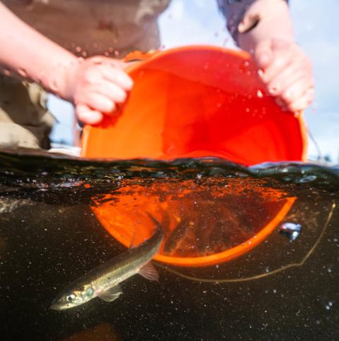 Person with red bucket releasing rainbow smelt into the water