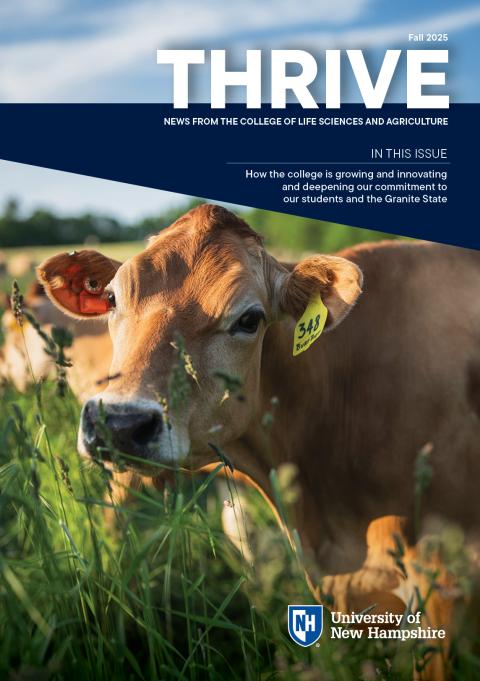 Cover of fall 2025 issue of UNH College of Life Sciences and Agriculture's flagship publication Thrive featuring a heifer in a pasture at the college's Organic Dairy Research Farm.