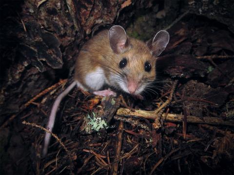 Field mouse in the forest