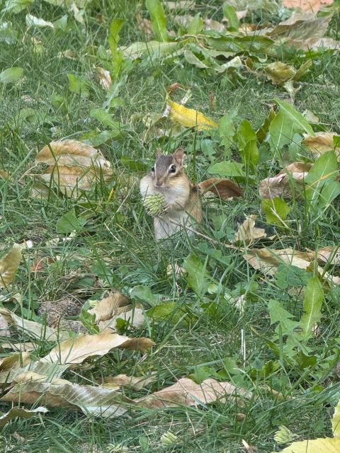 chipmunk