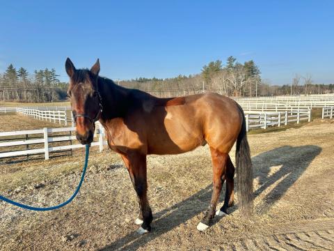 Horse standing