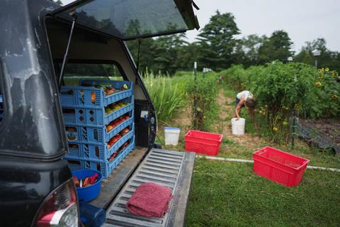 Truck with tailgate down and trays of vegetables stacked in the back with farm in the background