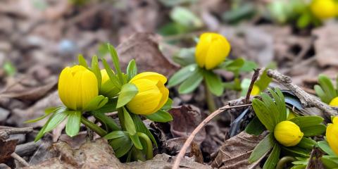Yellow flowers on a forest floor