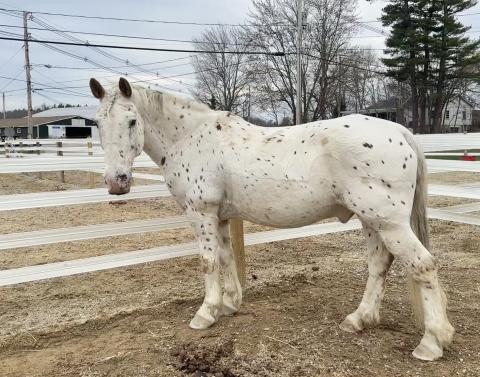 Horse standing