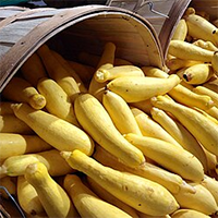 Summer squash collection