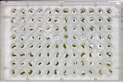 A photo showing duckweeds at individual scale.