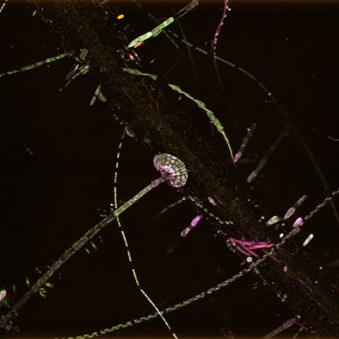 Microscopic image of duckweed
