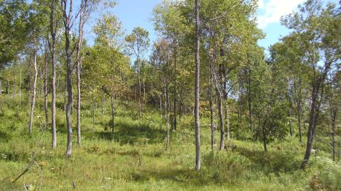 North Branch Farm silvopasture site, August 2013