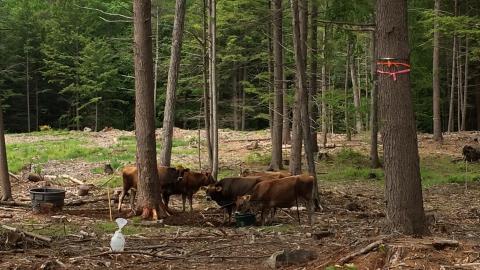 The silvopasture site at the UNH Organic Dairy Research Farm.