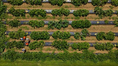 An aerial photo of a cucurbits plot at UNH's Kingman Research Farm