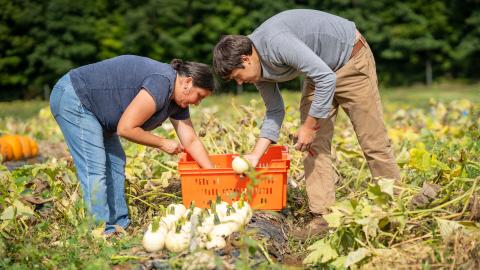 Chris Hernandez and Renee Goyette weigh pumpkins at UNH's Kingman Research Farm.