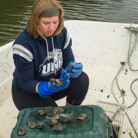 Student on a boat pulling mussels off of the open ocean aquaculture lines