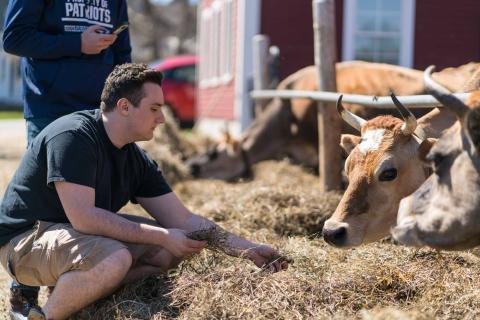 A photo of a member of the public feeding cows