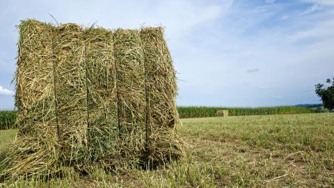 A photo of a large bail of alfalfa grass