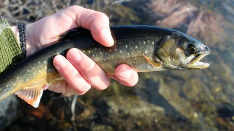 A photo of an Arctic charr, a focus of a study by Nathan Furey