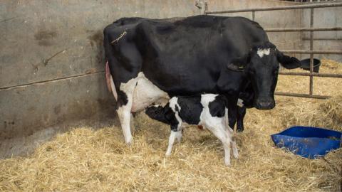 A photo of a calf feeding on the udders of its cow mom