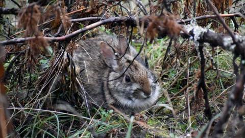 A photo of a New England cottontail (Sylvilagus transitionalis) resting under downed red cedar. Photo by Amanda Cheeseman, South Dakota State University.