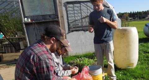Students seated outside a high tunnel greenhouse gain experience in sustainable food production as they separate garlic cloves for consumption and planting.