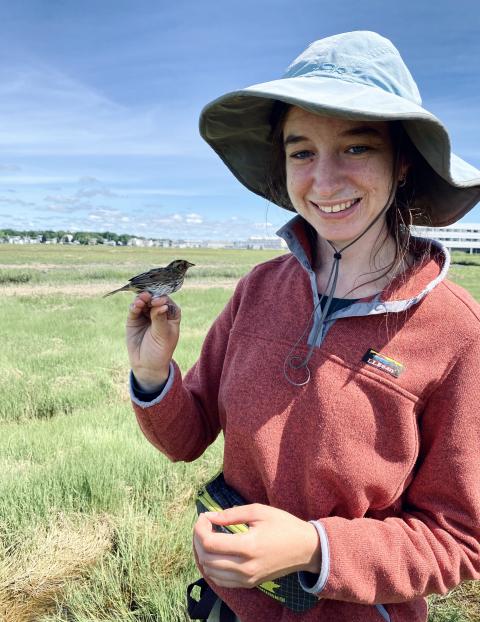 UNH graduate student Grace McCulloch with saltmarsh sparrow