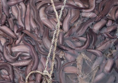 New grant to study hagfish slime