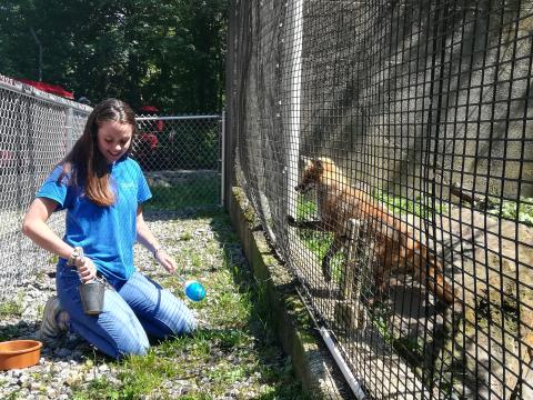 UNH student Abbie Molodetz '20 and Socks the red fox at the Ecotarium in Worchester, Massachuetts