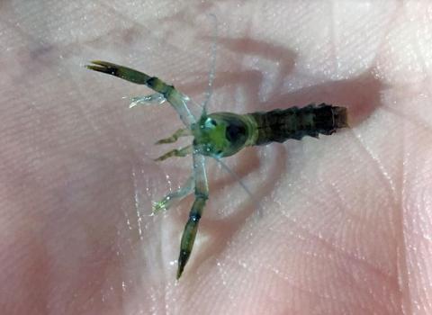 Early-stage juvenile lobster