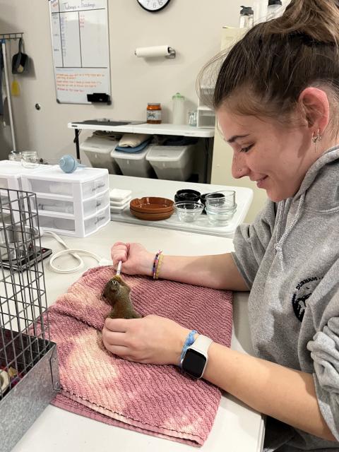 UNH student Kaylee Galvin cares for an animal during her internship at The Wildlife Center