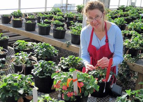 An image of a woman wearing a blue shirt and red apron. She's looking at the camera while watering strawberry plants in the Macfarlane Greenhouse at UNH.