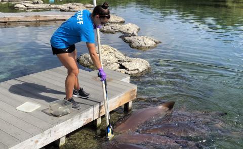 UNH marine, estuarine and freshwater biology major Marisa Gazzola cares for marine animals during her summer internship