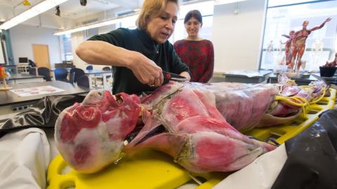 A view of the lifelike synthetic cadaver, Xena.