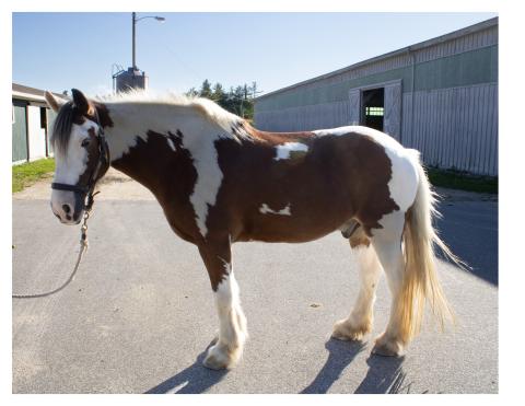 a bay and white gypsy vanner gelding