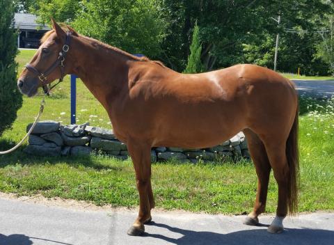 Clementine. A 2003 Quarter/Pony, 14.1 1/4h, Chestnut