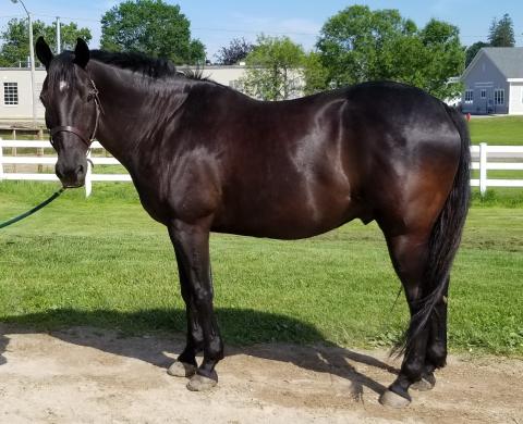 Cosmo, a Black Quarter Horse gelding
