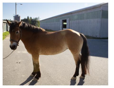 Halflinger cross mare