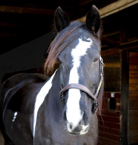 A piebald gypsy horse