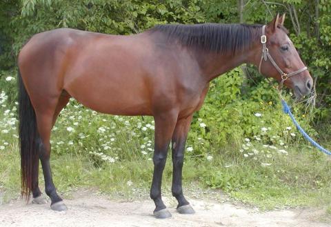 a bay hanoverian mare
