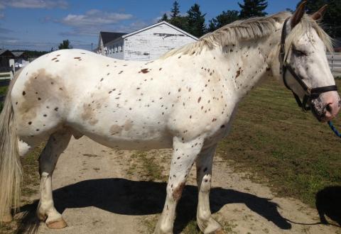 appaloosa/suffolk punch