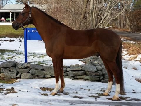 liver chestnut horse