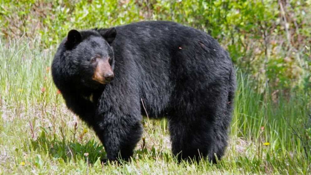 〜50s BLACK BEAR クルーザージャケット Bears Remembered - North American Bear Center