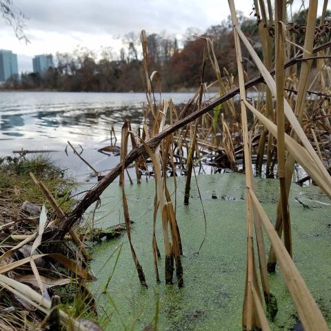 Photo of bioremediation pond near Toronto, Canada