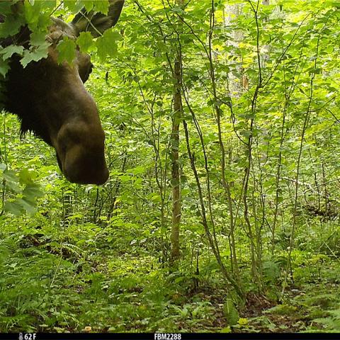 A camera trap image of a large bull moose looking into a camera. The photo is taken in the spring or summer. In the background, trees are green with foliage.