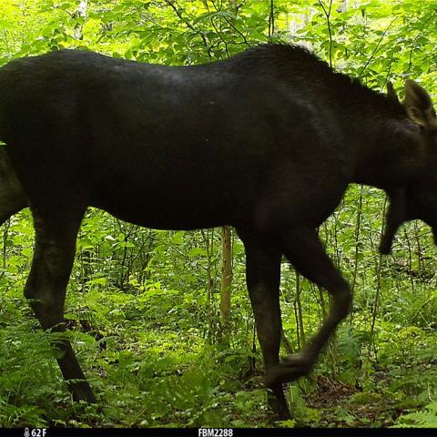 A camera trap image of a large bull moose. The moose has a full set of antlers. It is walking walking away from the camera.