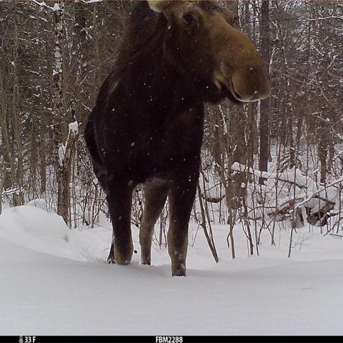 A camera trap image of a bull moose. The large brown moose stands in front of the camera. Snow is on the ground and trees in the background are bare of leaves.